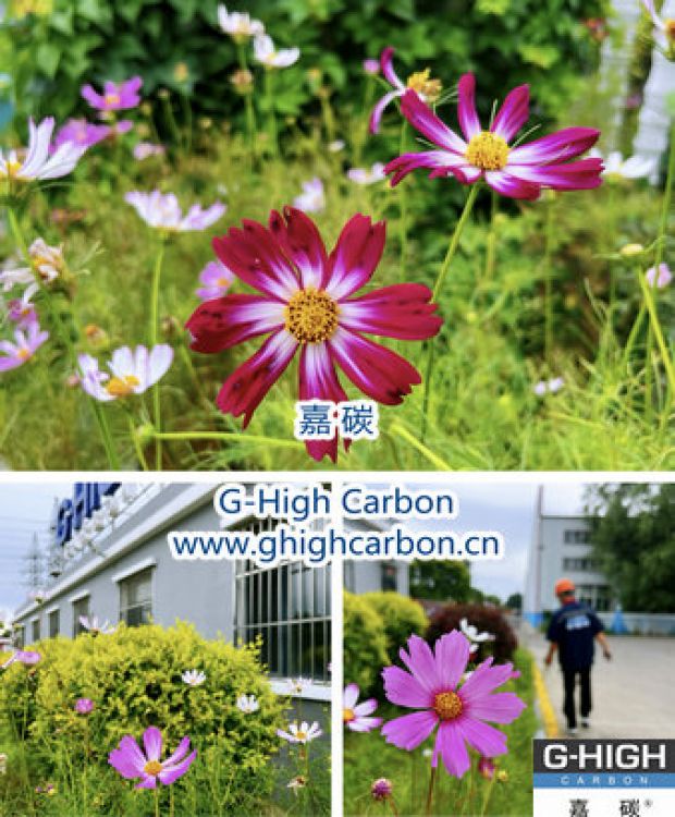 盛開在嘉碳的格桑花