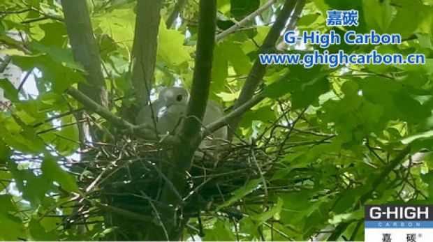 “碳”尋未來，綠色發(fā)展